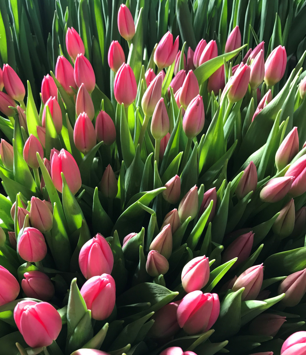 Zakazat-vysokie-tyulpany